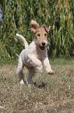 FOX TERRIER 080